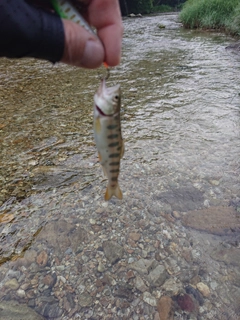 ヤマメの釣果