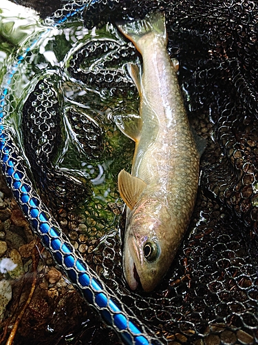 イワナの釣果