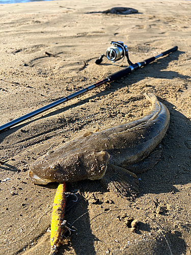 マゴチの釣果