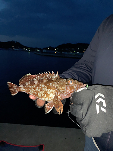 カサゴの釣果