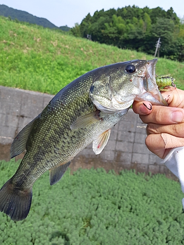 ブラックバスの釣果