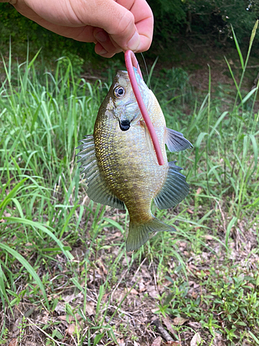 ブルーギルの釣果