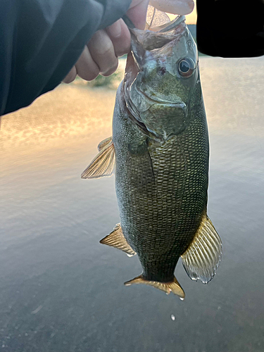 釣果