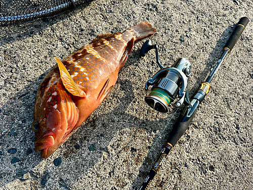 アコウの釣果