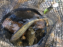 イワナの釣果