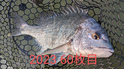 キビレの釣果