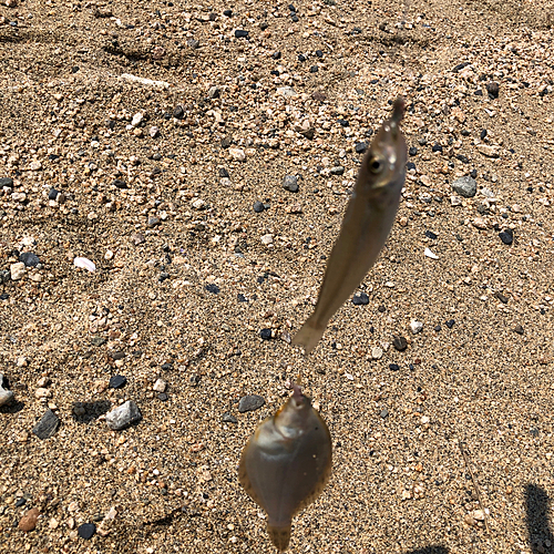 キスの釣果