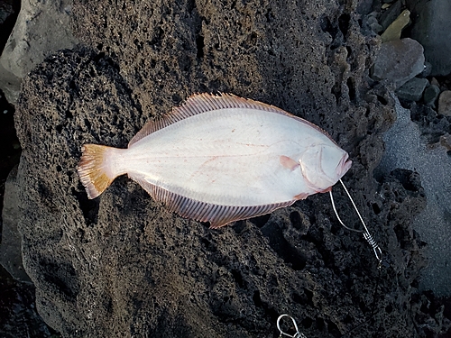 ヒラメの釣果