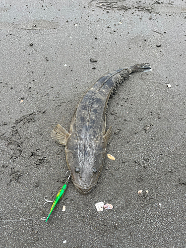 マゴチの釣果