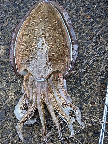 コウイカの釣果