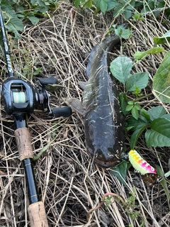 ナマズの釣果