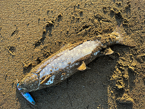 ウミアメの釣果