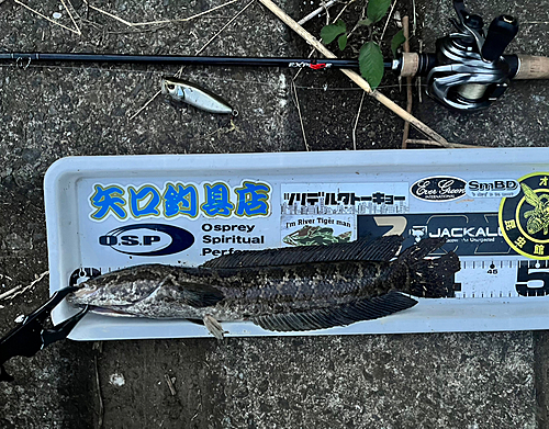 ライギョの釣果