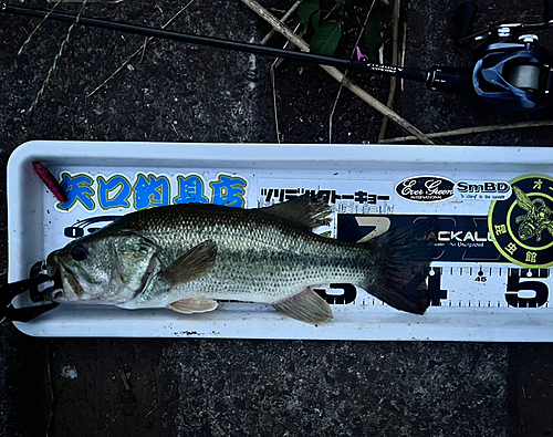 ブラックバスの釣果