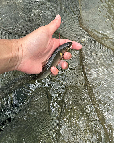 アユの釣果