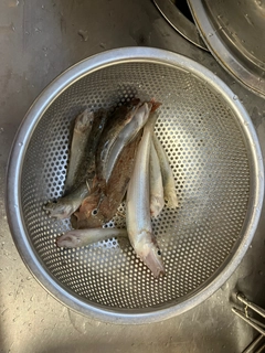 ハゼの釣果