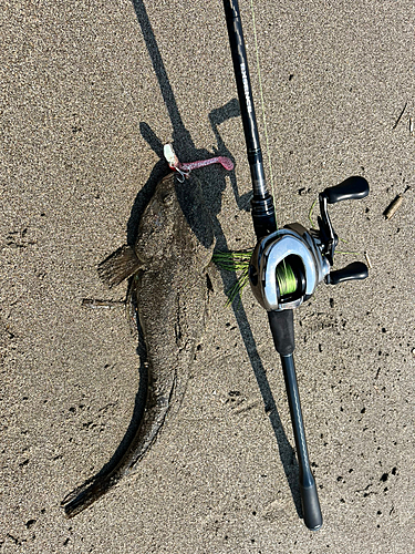 マゴチの釣果