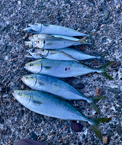 イナダの釣果