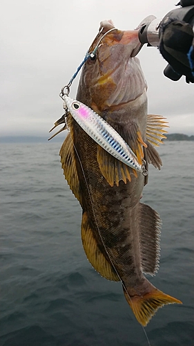 アイナメの釣果