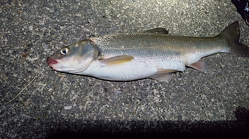 ウグイの釣果