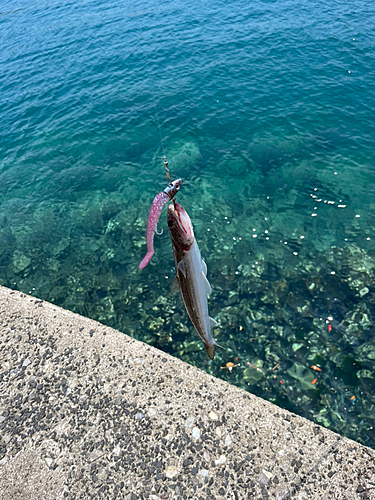 エソの釣果