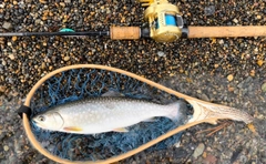 アメマスの釣果