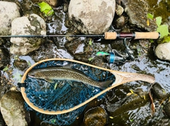 アメマスの釣果