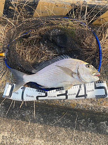 ヘダイの釣果