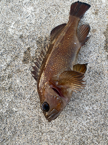 エゾメバルの釣果