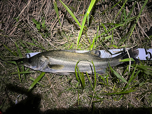 スズキの釣果