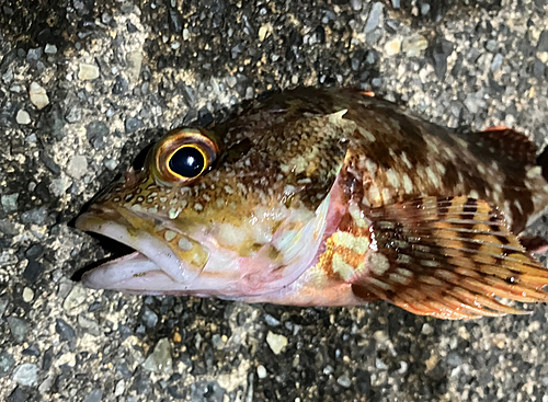 カサゴの釣果