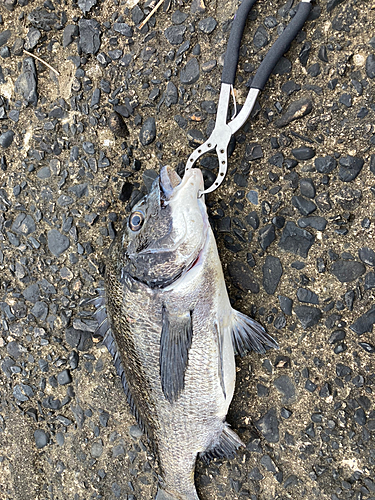 マアジの釣果