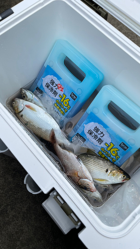 コノシロの釣果