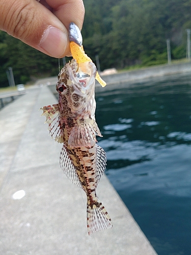 ウグイの釣果