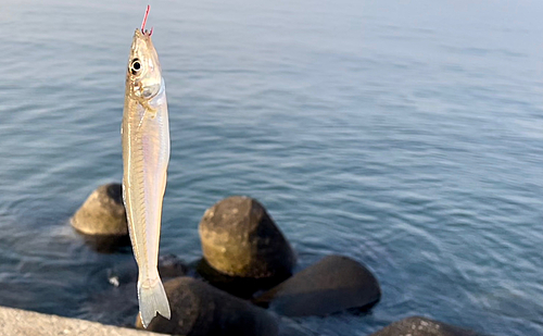 シロギスの釣果