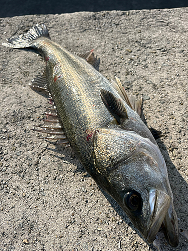 スズキの釣果