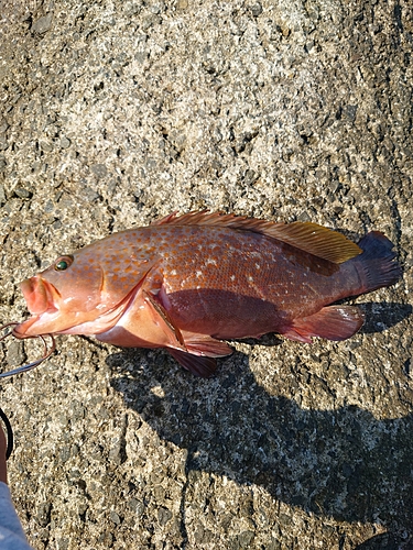 アコウの釣果