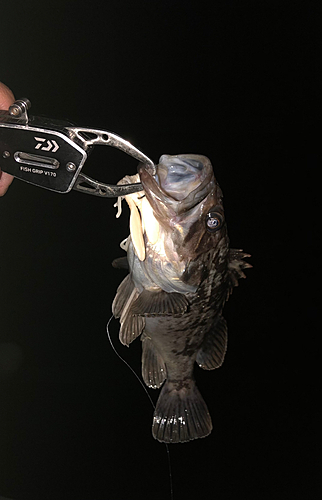 クロソイの釣果