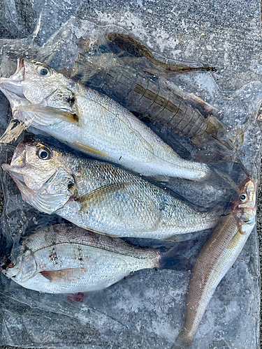 イシモチの釣果