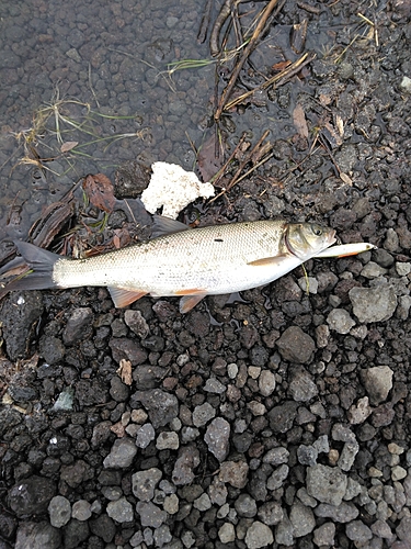 ウグイの釣果