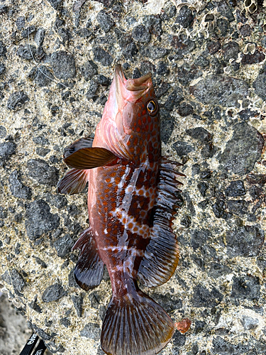 アコウの釣果