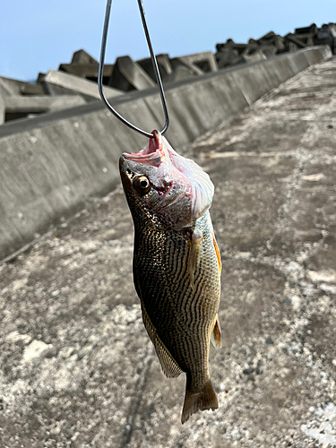 イシモチの釣果