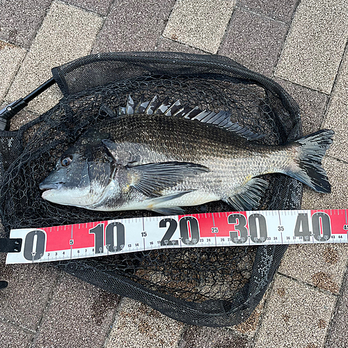 クロダイの釣果