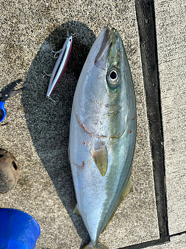 釣果