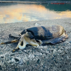 モンゴウイカの釣果