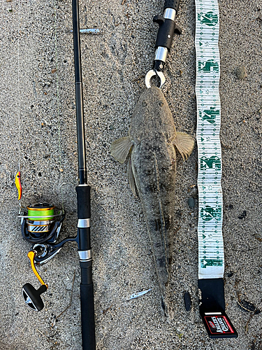 マゴチの釣果