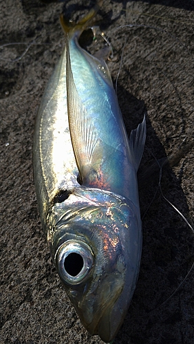 マアジの釣果