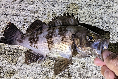 メバルの釣果