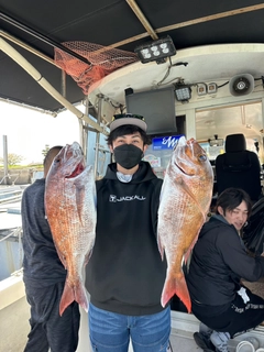 マダイの釣果