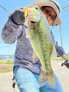 ブラックバスの釣果